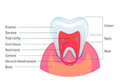 diagram of a tooth in burkve va